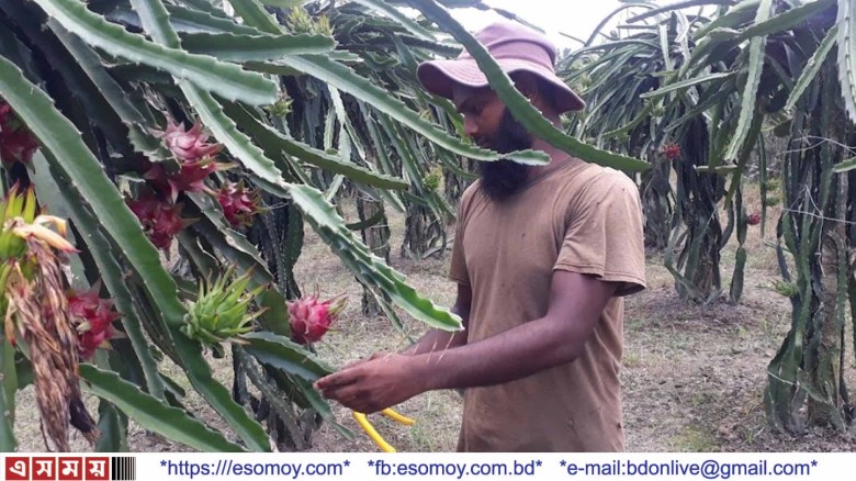 লাভ বেশি হওয়ায় শার্শায় বেড়েছে ড্রাগন ফলের চাষ।...