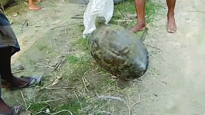 রাণীশংকৈল কুলিক নদীতে ধরা পড়লো ১১ কেজির কচ্ছপ।