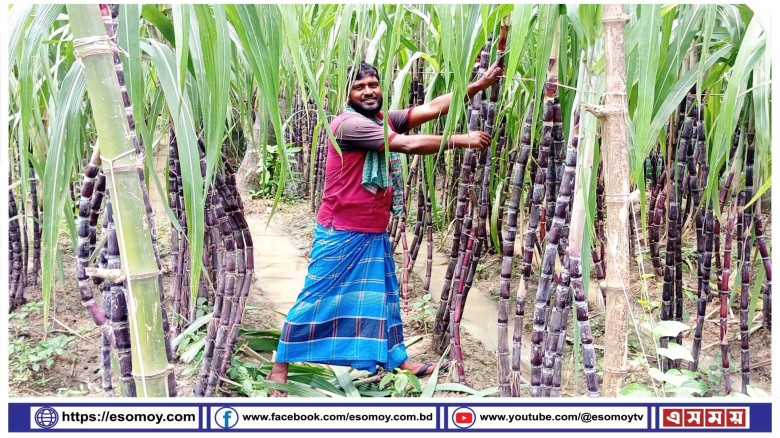আখ চাষ করে ভাগ্য বদলের পথে পাঁচবিবির সাবেক সেনা সদস্য।...