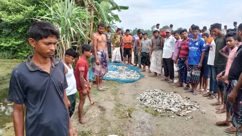 গাইবান্ধার পলাশবাড়ীতে পুকুরে বিষ প্রয়োগে ২ লাখ টাকার মাছ নি