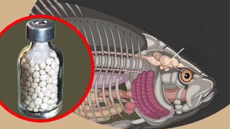 মাছের পিটুইটারি গ্লান্ড ‘সোনার খনি’।