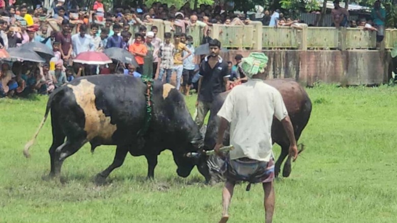 নড়াইলে ঐতিহ্যবাহী ষাঁড়ের লড়াই দেখতে দর্শনার্থীদের উপচে পড়া ভ