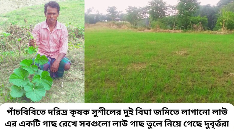 পাঁচবিবিতে রাতের আঁধারে দরিদ্র কৃষকের প্রায় সাড়ে চার শত লাউগ