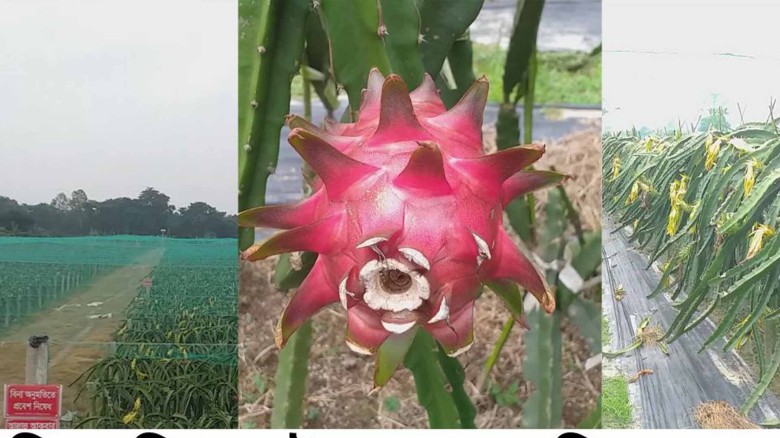 পাঁচবিবিতে তিন ভাইয়ের গ্যালাক্সি জাতের ড্রাগন ফল চাষে ব্যাপক সাড়া।...