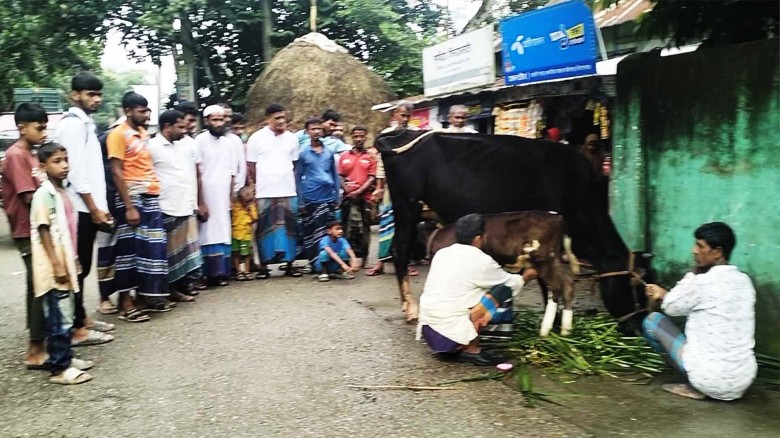 দুধ দিতে শুরু করেছে ১ দিনের বাছুর।