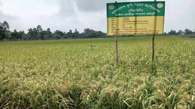 ডোমার বিএডিসি খামারে আউশের বাম্পার ফলন।...