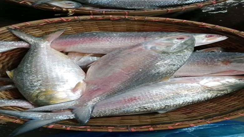 গোমর ফাঁসে বন্ধ ইলিশ রপ্তানি।