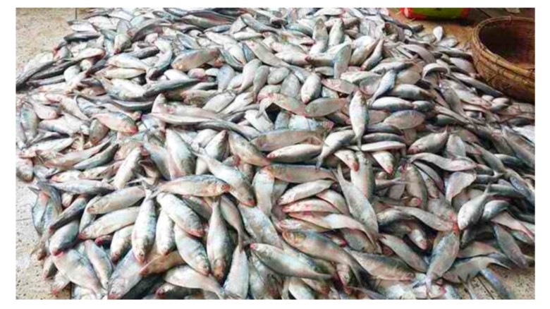 গভীর সমুদ্রে জেলেদের জালে ধরা পড়ছে ঝাঁকে ঝাঁকে রুপালি ইলিশ।