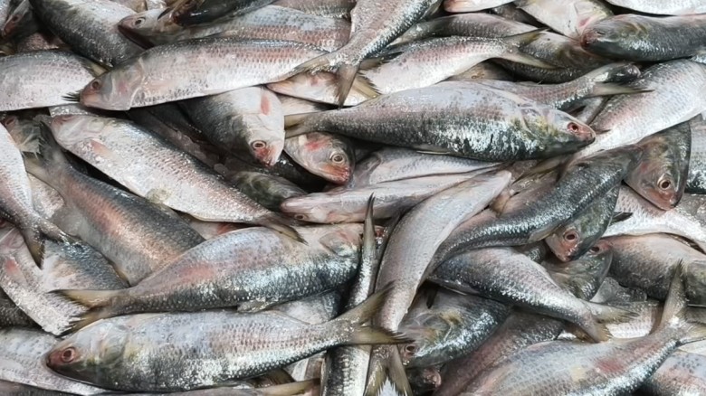 ইলিশের লাগামহীন দাম: সাধারণ মানুষের নাগালের বাইরে জাতীয় মাছ