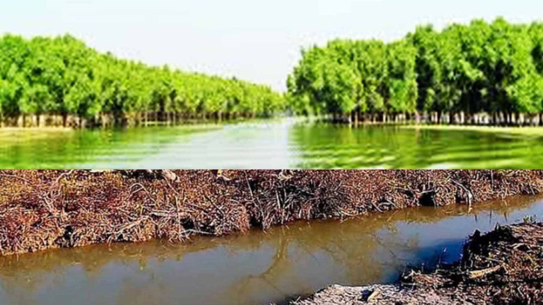 মহেশখালীতে প্যারাবন ও জলাধার দখল করে সংঘবদ্ধ সন্ত্রাসী চক্রে