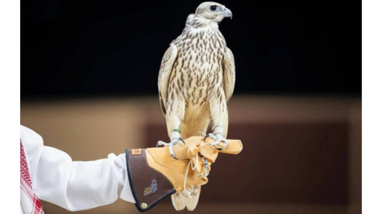 সৌদি আরবে নিলামে ২ কোটি টাকায় বিক্রি হলো মঙ্গোলিয়ান ফ্যালকন